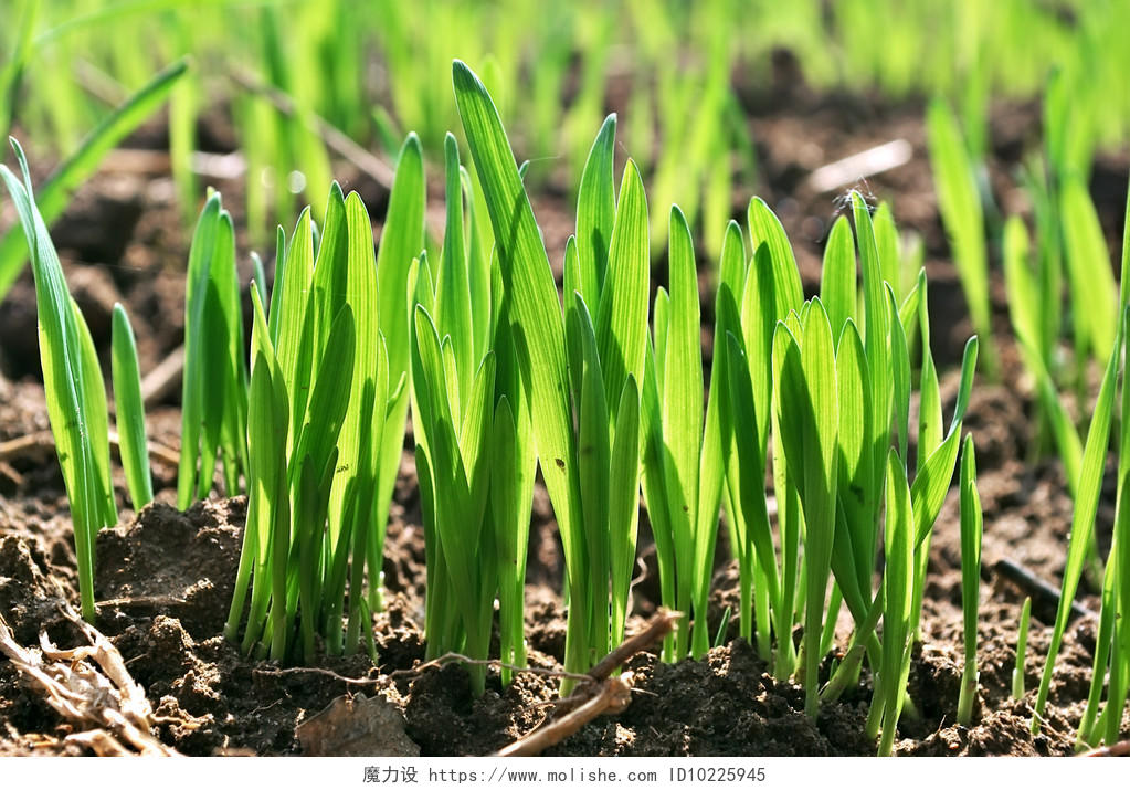 小麦胚芽春季小麦幼苗传统二十四节气24节气谷雨